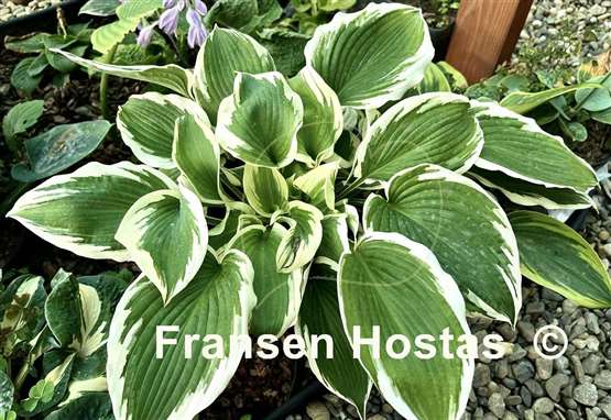 Hosta Summer Snow